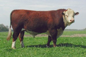 PolledHereford_bull